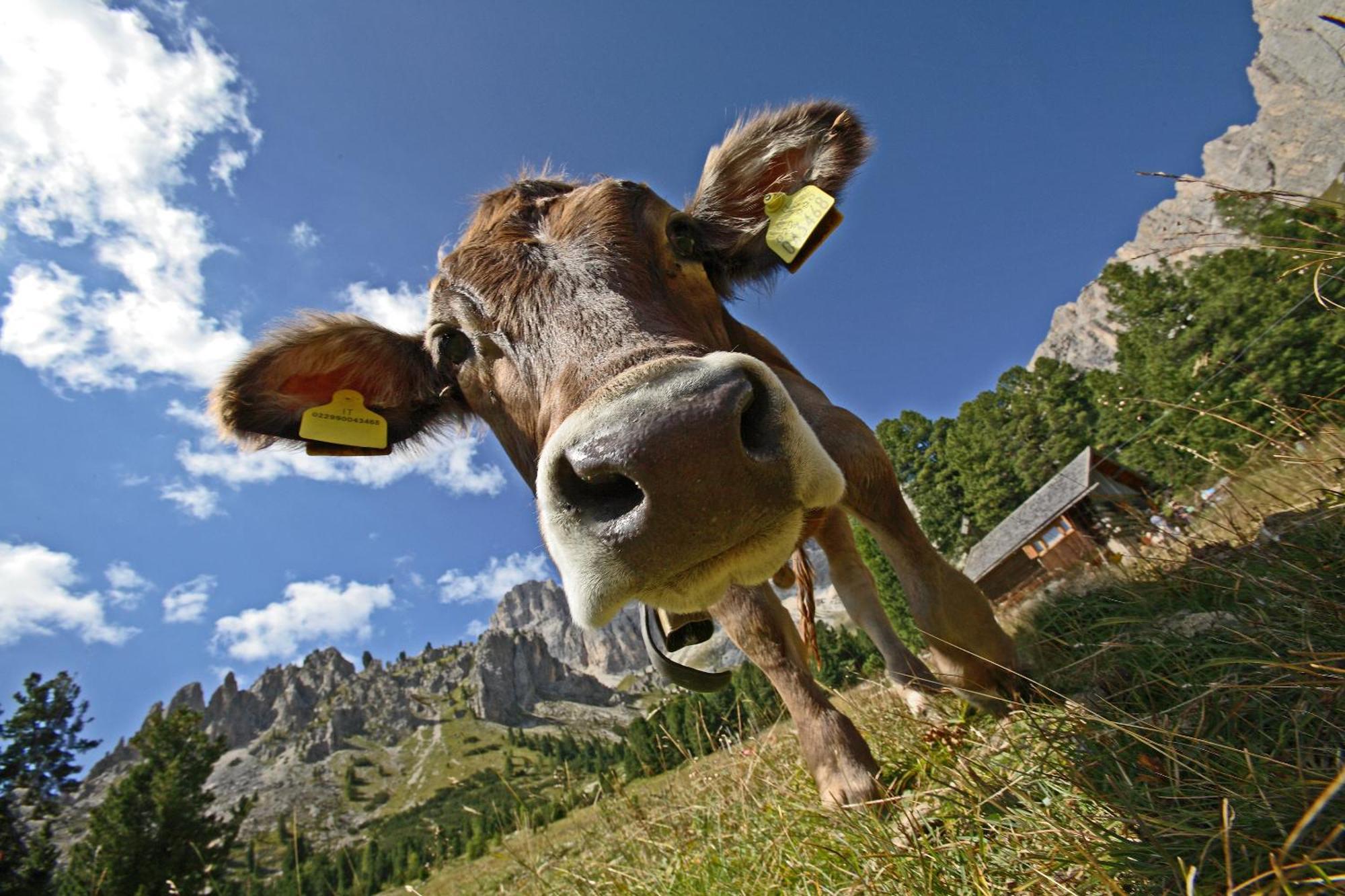 Hotel Diamant Park Campitello di Fassa Eksteriør bilde